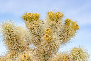 Obraz premium Cholla Cactus Garden Trail，Colorado Desert section of the Sonoran Desert. Joshua Tree National Park, California. Cylindropuntia bigelovii, the teddy-bear cholla, is a cholla cactus.