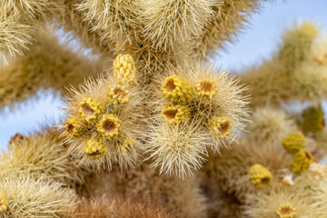 Obraz premium Cholla Cactus Garden Trail，Colorado Desert section of the Sonoran Desert. Joshua Tree National Park, California. Cylindropuntia bigelovii, the teddy-bear cholla, is a cholla cactus.