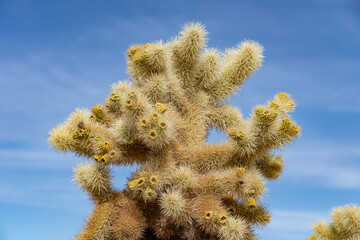 Cholla Cactus Garden Trail，Colorado Desert section of the Sonoran Desert. Joshua Tree National...