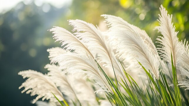 CloseUp of Lush Pampas Grass Swaying in the Gentle Breeze : Generative AI