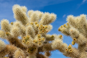 Obraz premium Cholla Cactus Garden Trail，Colorado Desert section of the Sonoran Desert. Joshua Tree National Park, California. Cylindropuntia bigelovii, the teddy-bear cholla, is a cholla cactus.