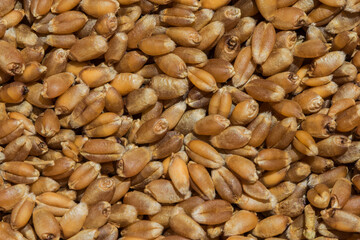 closeup of hard red spring wheat berries