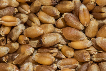 closeup of hard red spring wheat berries
