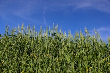 spring wheat against blue sky