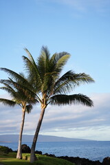 Obraz premium beach with trees
