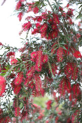 Red wattle