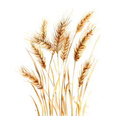 A watercolor painting of barley, isolated on a white background. Barley vector.