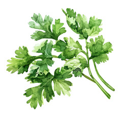 A watercolor painting of coriander leaves, isolated on a white background. Coriander vector.