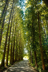 메타세콰이어길