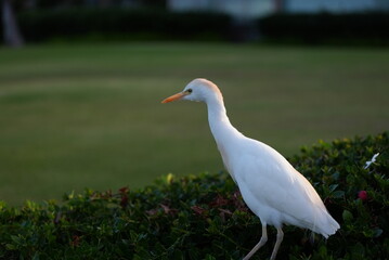 white heron on a grass