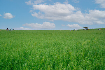 Fototapeta premium 청보리밭