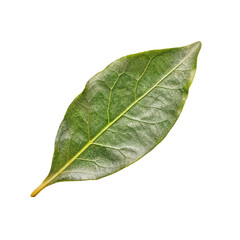 Obraz premium Fresh Bay Leaf on a White Background Showcasing Its Vibrant Green Color and Distinctive Texture, Highlighting Its Culinary Uses and Aromatic Properties