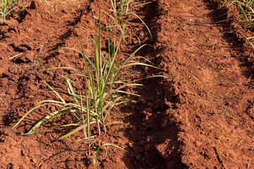 Sugarcane plantation on sunny day