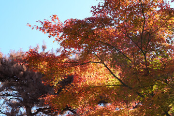 殿ガ谷戸庭園の紅葉