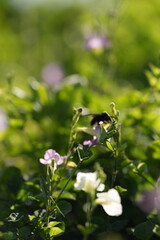 Black bee finding pollen on a flower