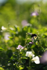 Black bee finding pollen on a flower