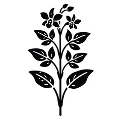 Jewel Orchid Silhouette