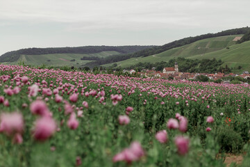Fototapeta premium field of pink poppies