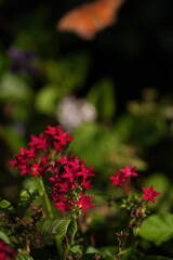 red and yellow flowers