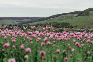 Obraz premium field of pink poppies