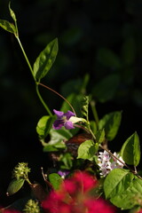 butterfly on a flower