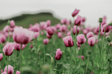 field of pink poppies