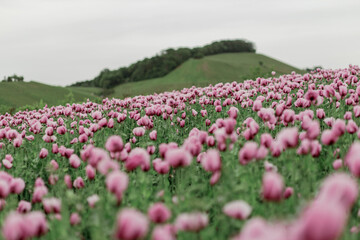 field of pink poppies