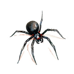 A watercolor painting of a black widow spider, isolated on a white background. Black widow spider vector.