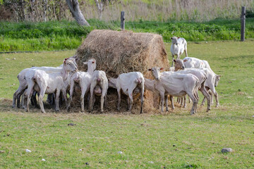 Sheared flock of sheep grazing and feeding in a rural pasture, highlighting farm life and the wool...