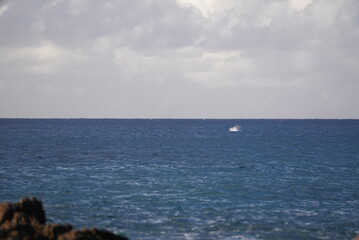 Spinner dolphins jumping in the ocean