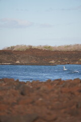 Lava field  next to the pacific ocean in Maui Hawaii 
