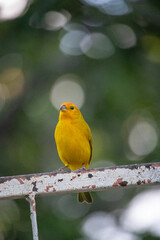 Canario da terra. The true ground canary or ground canary (Sicalis flaveola), not to be confused with the canary or domestic canary (Serinus canaria),[2] belongs to the family Thraupidae