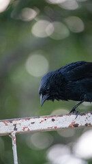 Gnorimopsar chopi, popularly known as graúna, black bird, black assum, cupid, black chick, corn puller, chopim, blackbird or craúna, is a species of bird in the Icteridae family.