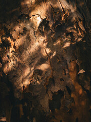 Australian Nature, Stony Range Regional Botanic Garden. Sydney, Dee Why, Australia.