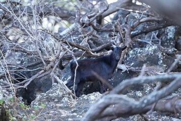 black goat in the hawaiian forest on Maui