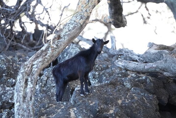 black goat in the hawaiian forest on Maui