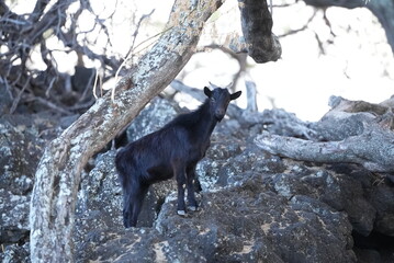 Curious goat in the woods