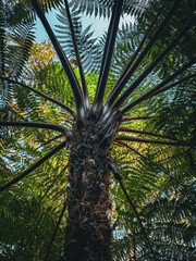 Naklejka premium Australian Nature, Stony Range Regional Botanic Garden. Sydney, Dee Why, Australia.