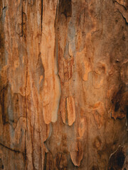 Australian Nature, Stony Range Regional Botanic Garden. Sydney, Dee Why, Australia.