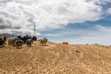 Yaks walking next to the highway around mount Kailash in western Tibet