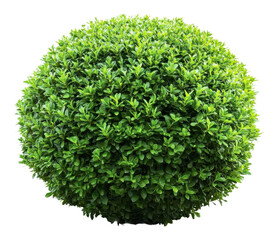 Naklejka premium Thick green shrub in perfect spherical shape, cut out - stock png.