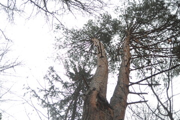 pine tree in the woods