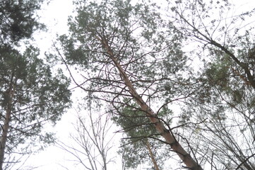 pine tree in the woods