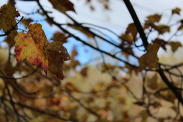 Yellow autumn leaves hanging delicately on tree branches.
