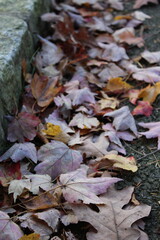 A pile of colorful autumn leaves scattered along a stone path.