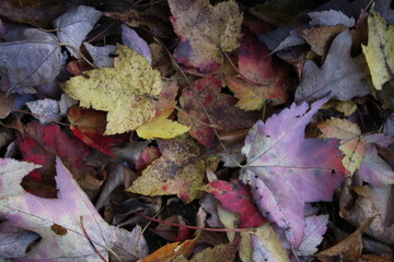 A mix of colorful autumn leaves scattered on the ground.