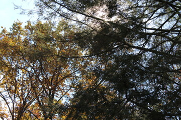Golden autumn leaves hanging on tree branches against the sky.