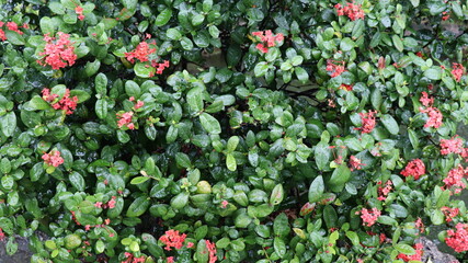 flower, 네이처, 식물, red, 뜰, flower, 나뭇잎, 봄, 나뭇잎, 덤불, 개화, 식물, 분홍, 다채로운, 여름, 블로섬, 베리, 원예, 과일, 변색, 들판, 로즈, 아웃도어, 식물, 가을, 대만, 핑크색, 초록색, 비, 줄기, 풀, 잎, 