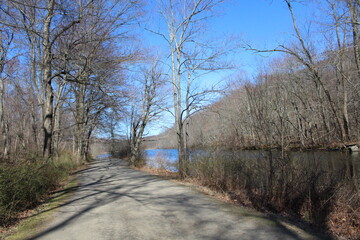A dirt path through a wooded area leading to a lake.