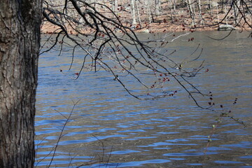 A tree with branches leaning over a calm river on a sunny day.